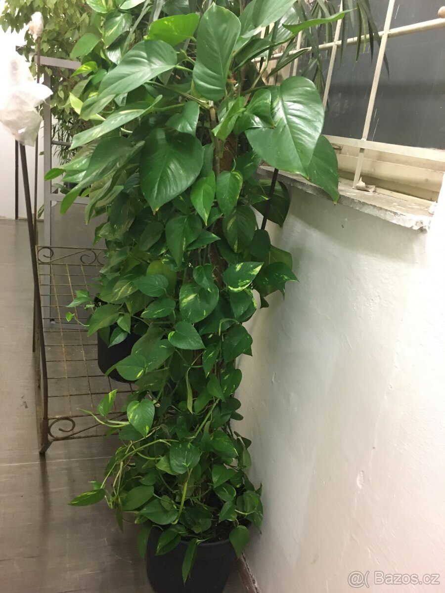 Fikus Benjamin - 16
