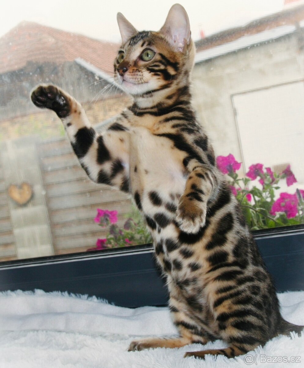 Bengálská kočka,bengálské kotě - 16