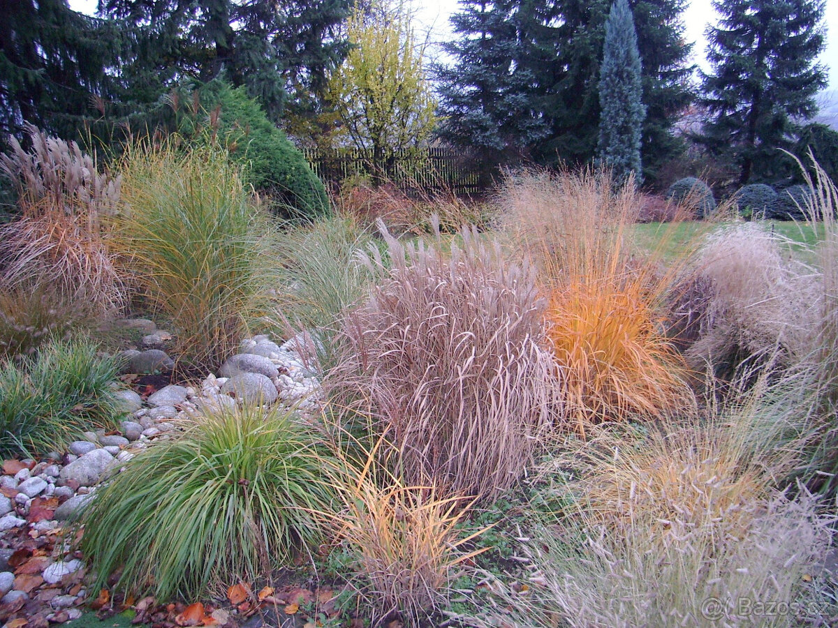 Prodám okrasné traviny - 16