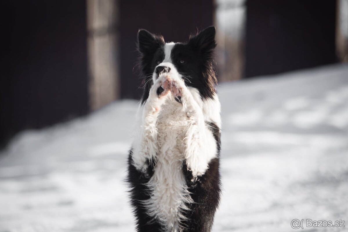 Border kolie štěňata s PP - 16