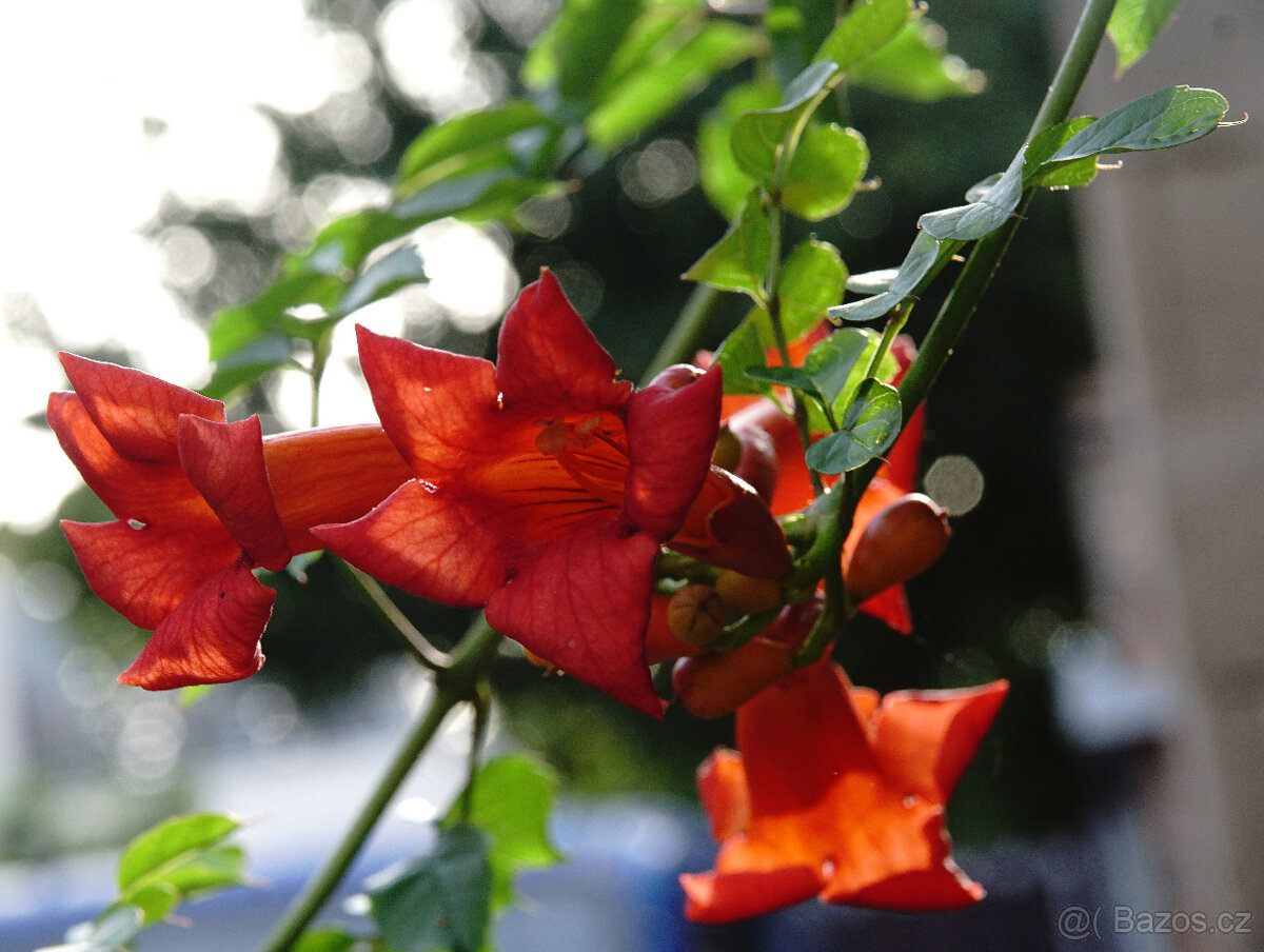 Objektiv Carl Zeiss Vario-Sonnar DT 3,5-4,5/16-80 ZA - 16