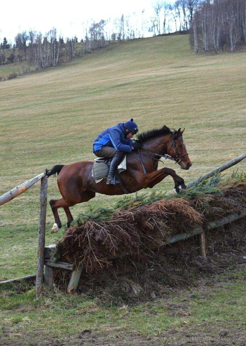 Prodám valacha A1/1 - 16