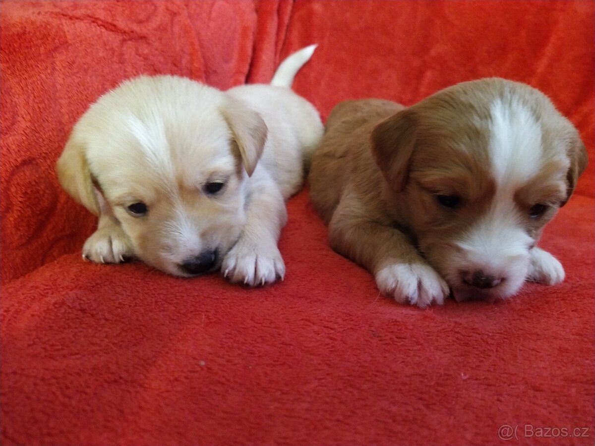 Štěňátka křížence MOMENTÁLNĚ VŠICHNI REZERVOVÁNI - 16