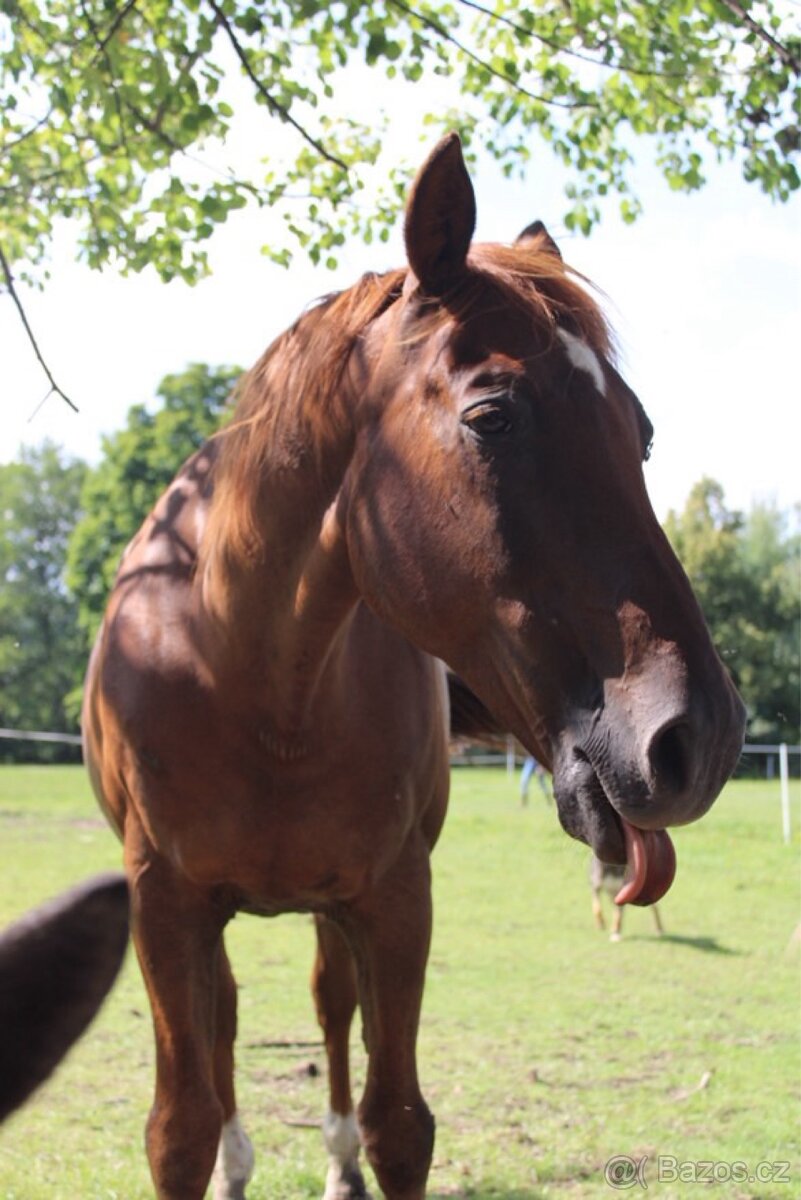 Český teplokrevník - 16