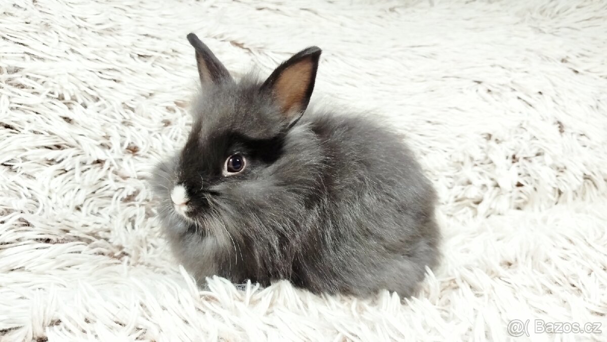 Zakrslý králík, králíček- HOLLY - 16