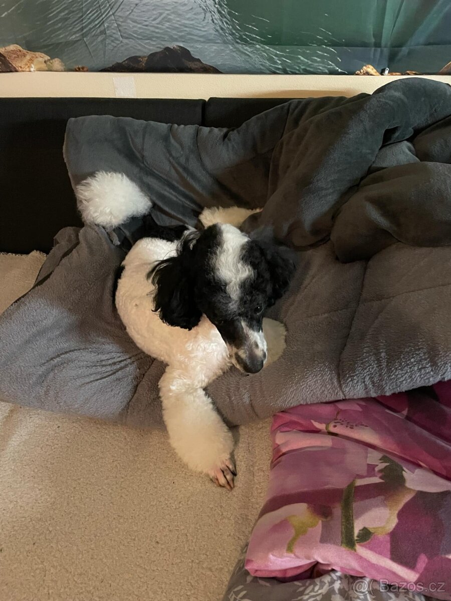 Pudlik ke krytí - 16