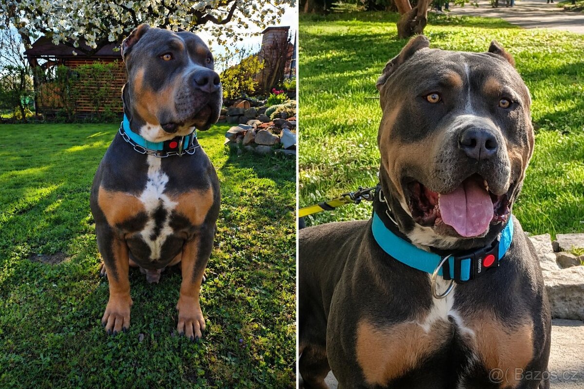 American bully XL - 16