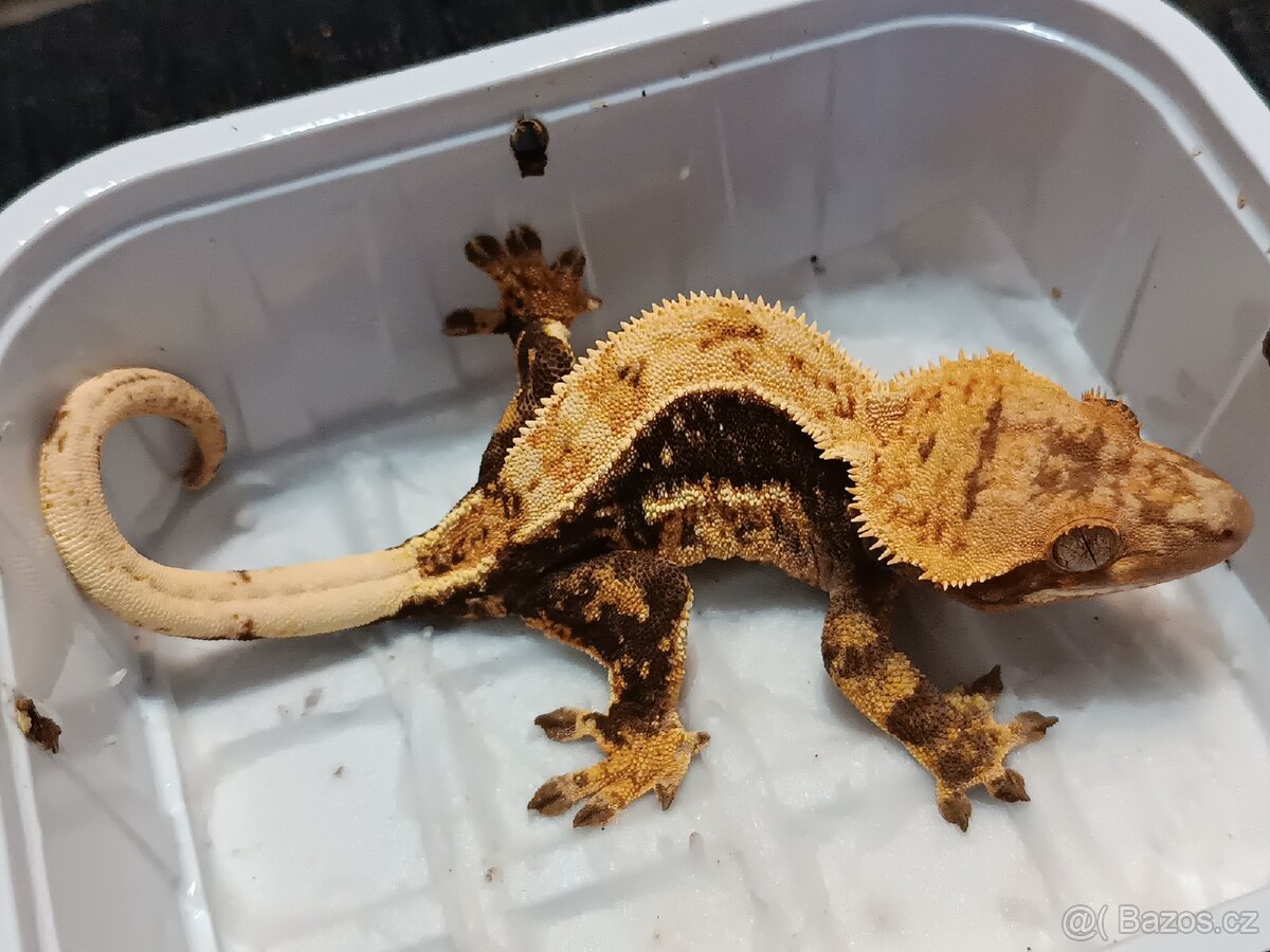 Pagekon řasnatý 1/3 - 16