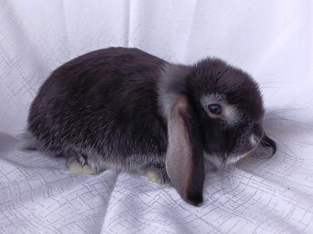 Zakrslí beránci a bílopesíkatí králíčci s rodokmenem - 16