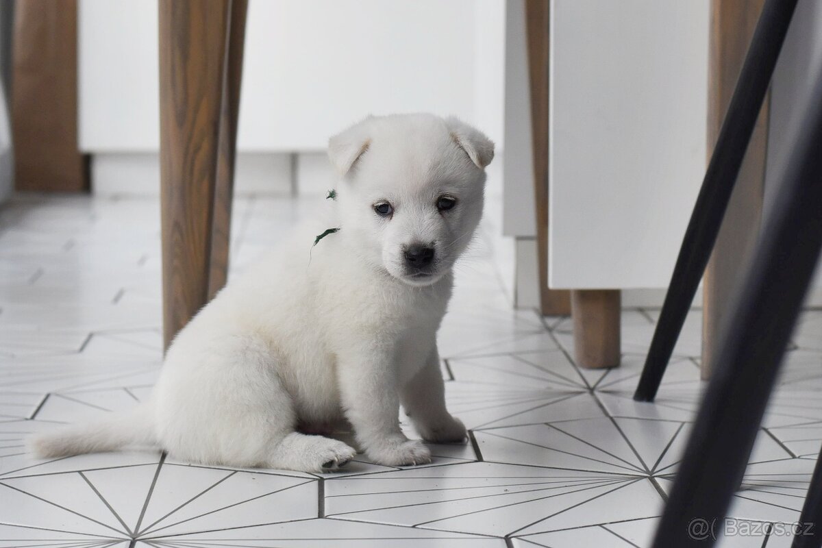 Kishu Inu štěňata s PP FCI - odběr na Vánoce - 16