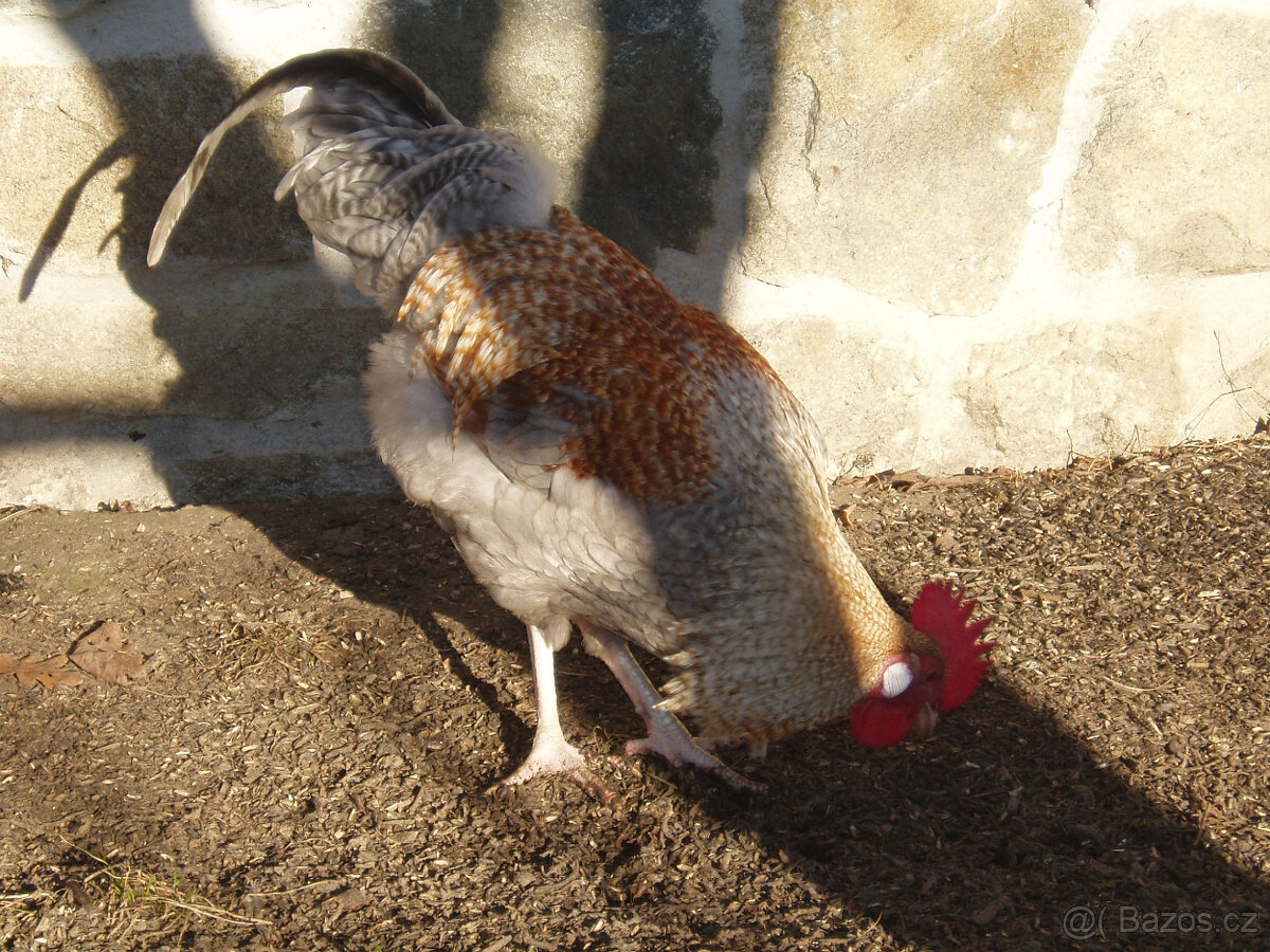 Kohout, kohouti do chovu - 16