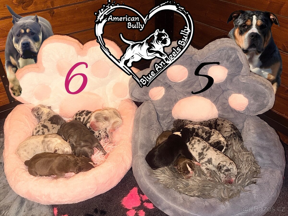 American Bully XL Tricolor - 16