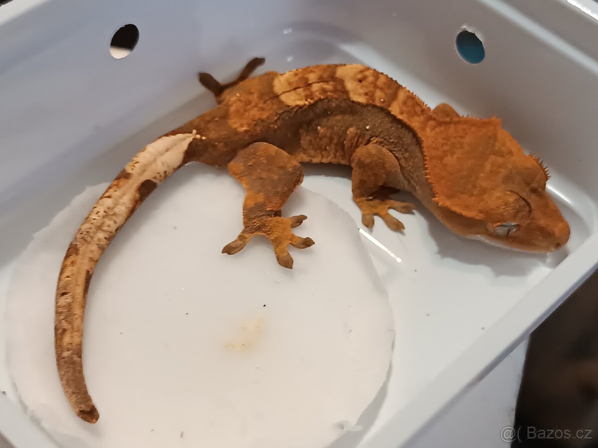 Pagekon řasnatý 2/3 - 16