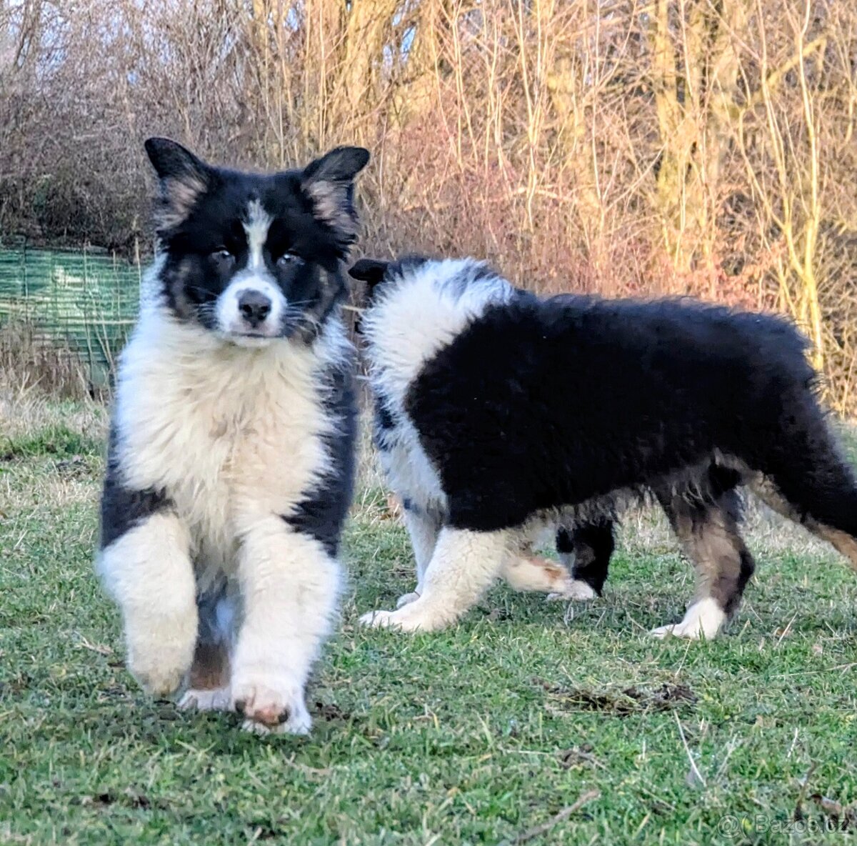 Australský ovčák s PP FCI - 16