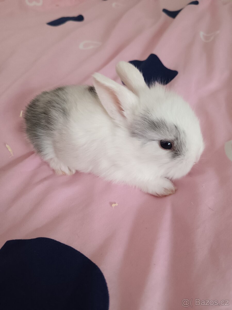Zakrslý králík - 16