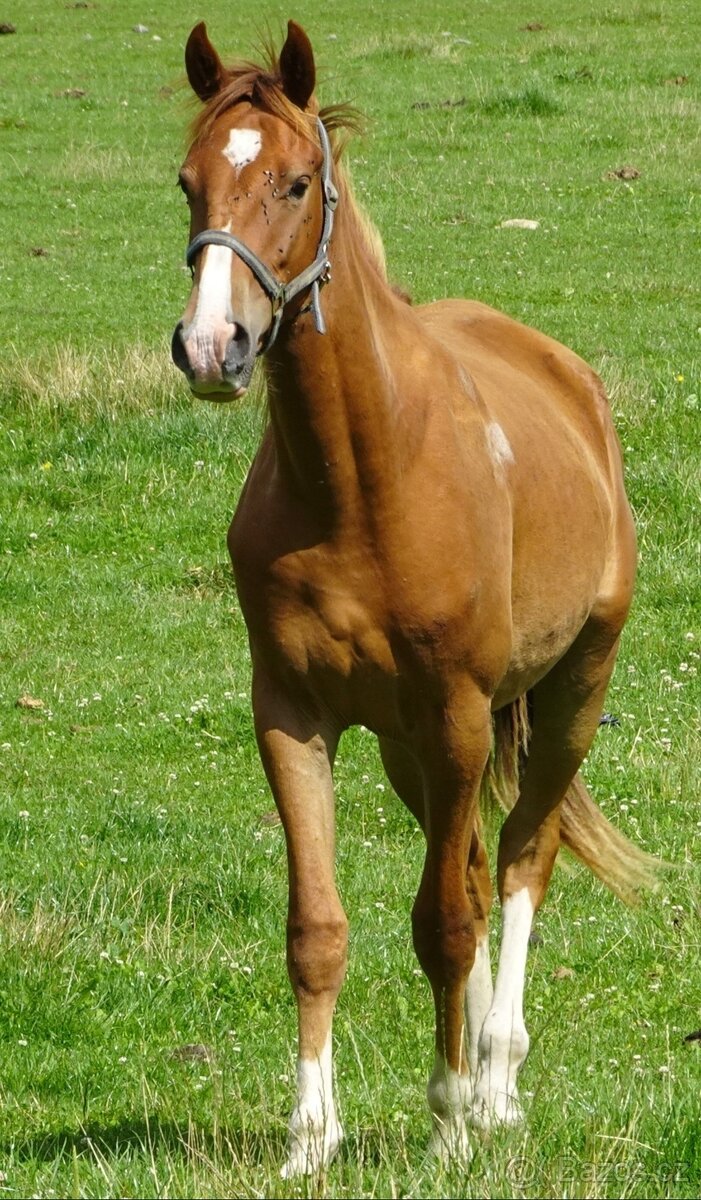 2,5 letí atraktivní a hodní valáškové - 16