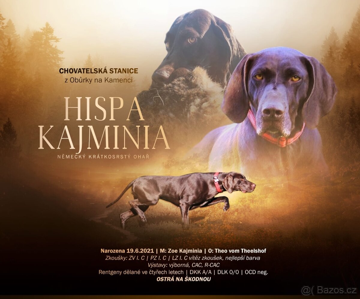 Německý krátkosrstý ohař - 16