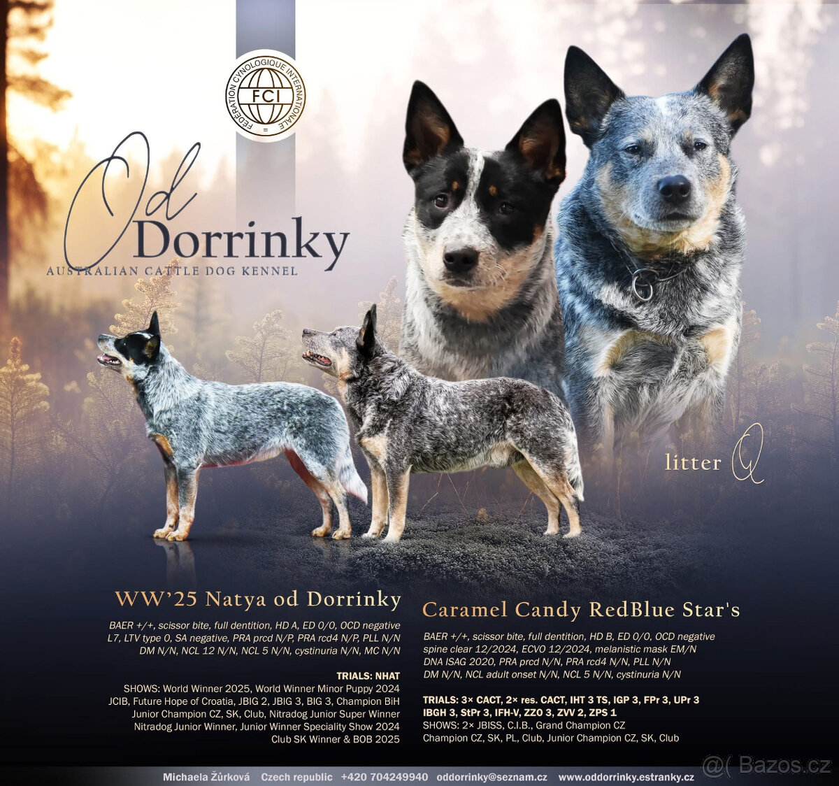 Australský honácký pes s PP - 16