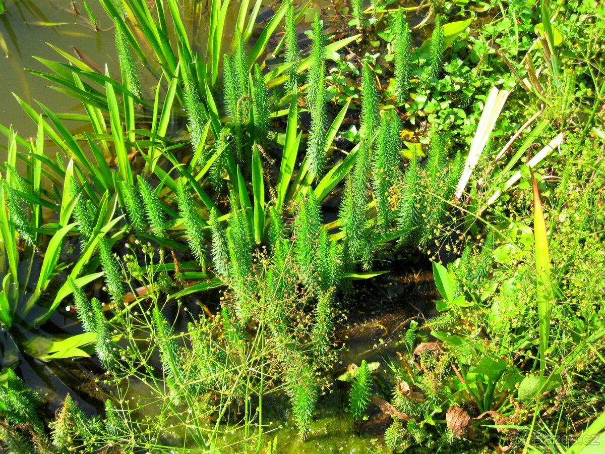vodní rostliny bahenní rostliny - 16