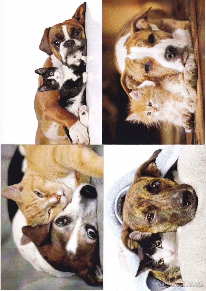 pohledy zvířat - 16