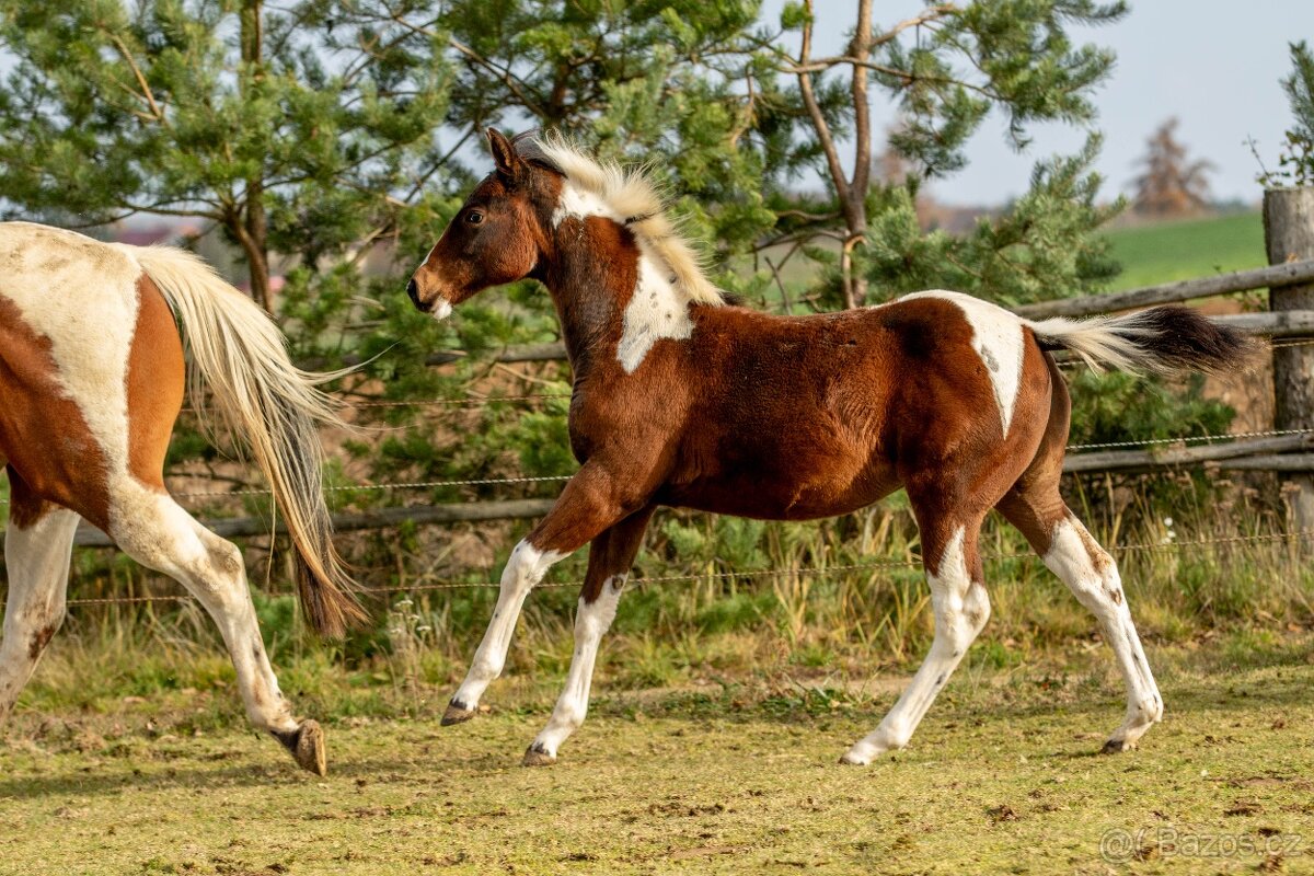 Letošní paint horse klisnička - 16