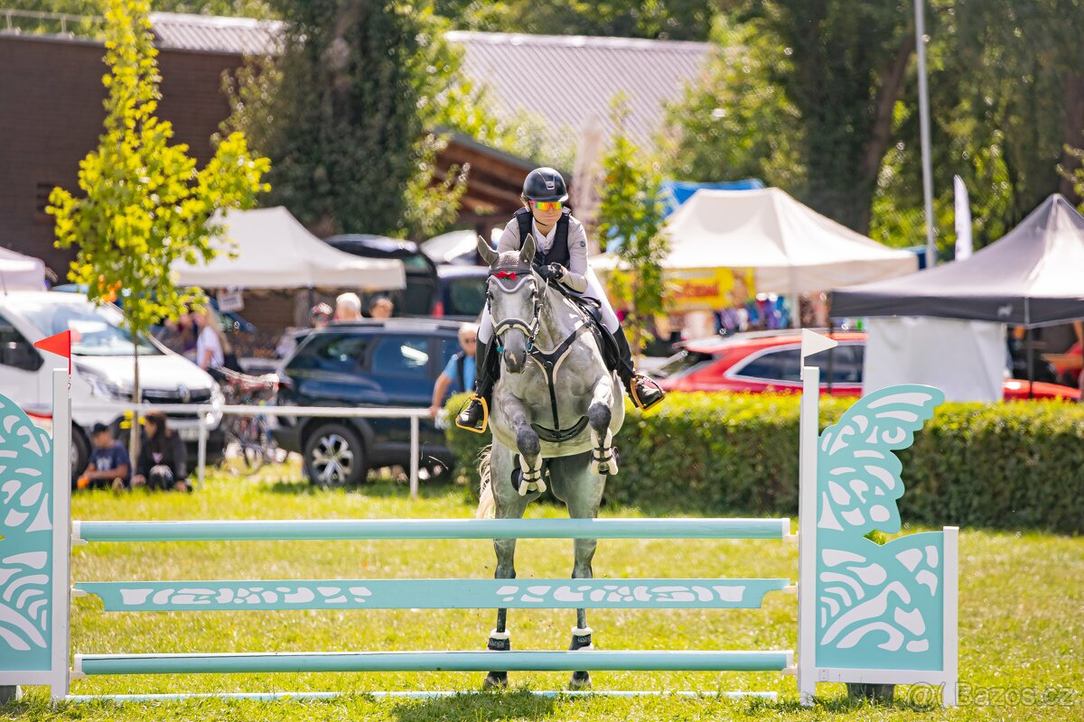 8 letá klisna do sportu - 16