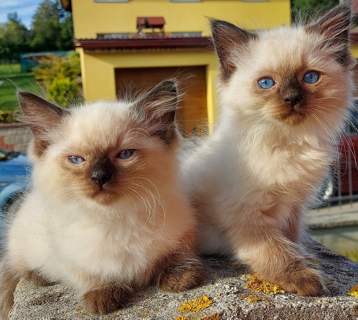 Maciatka ragdoll na odber - 16