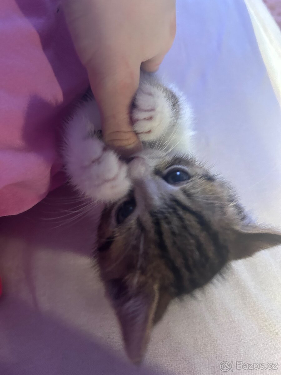 6 Rozkošných Koťátek (Máma Britka s PP x Pouliční Elegán) - 16