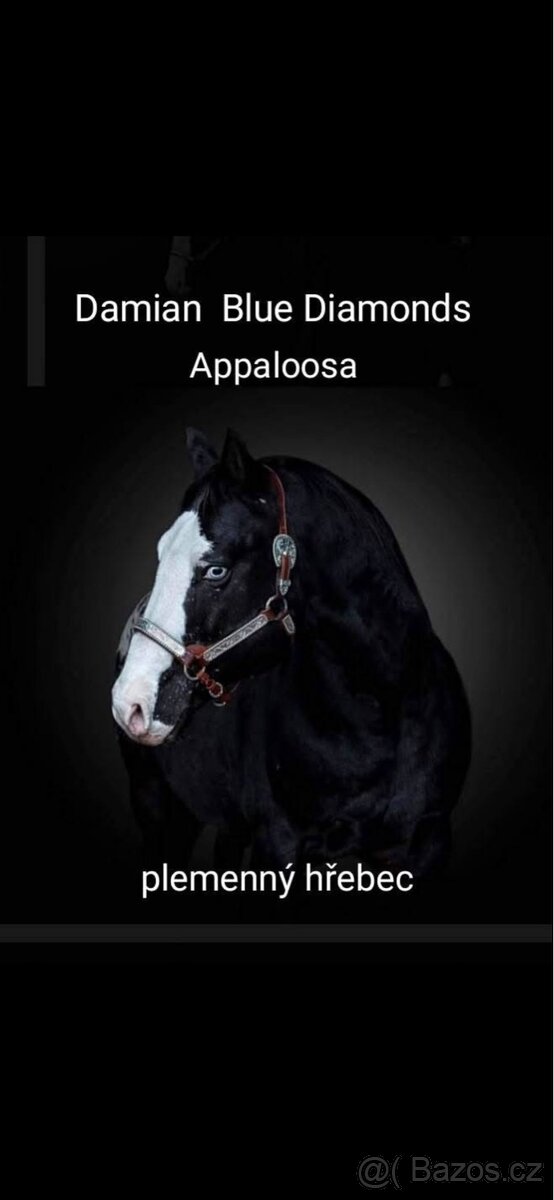 Kobylka 1,5 roku Appa x kříženec - 16