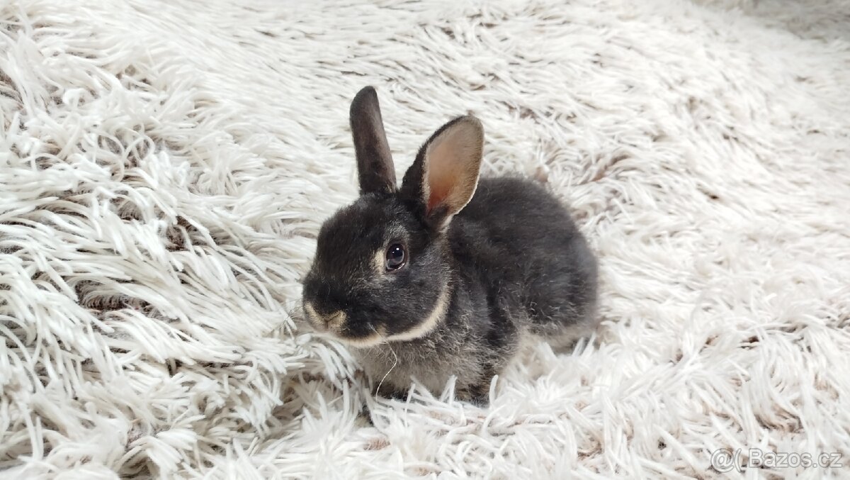 Zakrslý králík, králíček -(REX)-DAISY - 16