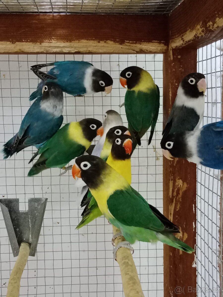 agapornis fischeri - 16