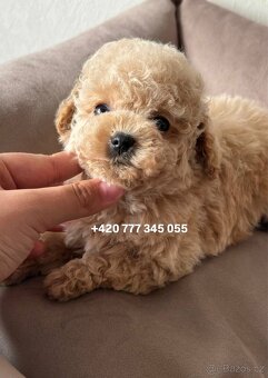Maltipoo, fenka Murka 1000€‼️ - 16