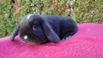 Zakrslý beránek, králíček, králík - DAN - 16