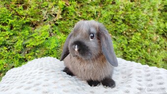 Zakrslý beránek, králíček, králík - PATRICIE - 16