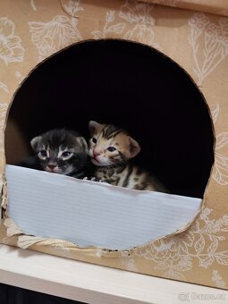 Bengálská kočička s PP - 16