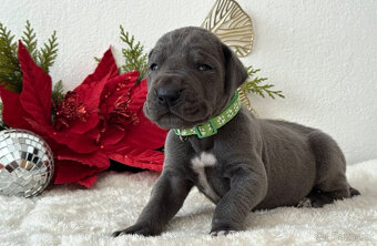 Německá doga modrá  - 16