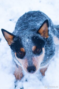 Austrálsky honacky  pes ACD CATTLE DOG - 16