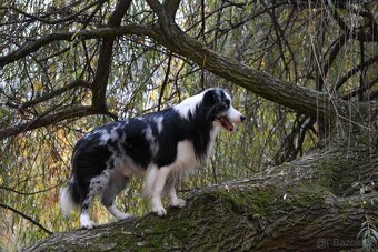Krycí pes border kolie s PP FCI, nabídka krytí - 16