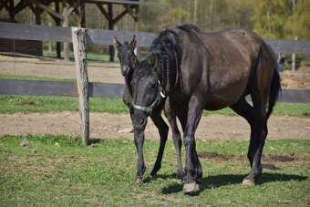 LUXUSNÍ Lusitano hřebeček - 16