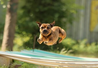 Stafordšírský bulteriér s PP - 16