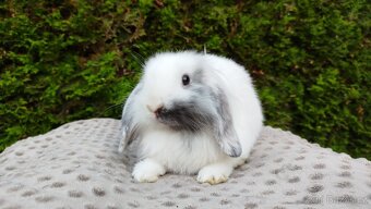 Zakrslý beránek, králíček, králík - MINDY - 16
