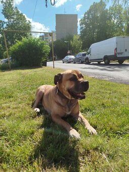 Cane Corso - 16