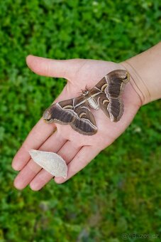 Chovné klece na motýly - síťovaná terária - různé velikosti - 16