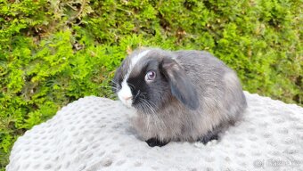 Zakrslý beránek, králíček, králík - TEA - 16