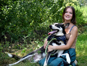 Báječný Ares kríženec ovčáka s huskym - 16