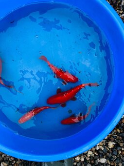Koi kapr,karas, amur - 16