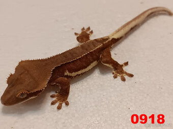 Pagekon řásnatý  Samci a Samice - 16