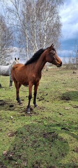 Klisna 2,5 let prodej PP arab - 16