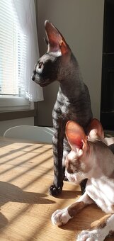 Maciatka cornish rex s PP - 16