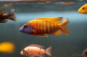 Cichlidy Malawi - 16